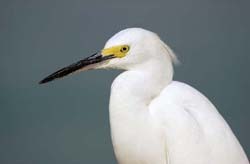 Snowy Egret 