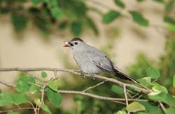 Gray Catbird