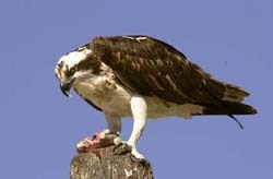 Osprey