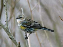Yellow-rumped Warbler