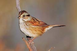 Swamp Sparrow