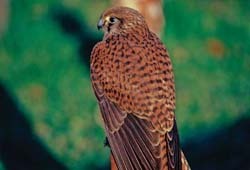 American Kestrel