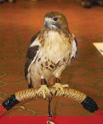 Red-tailed Hawk