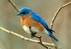 Eastern Bluebird