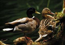 Mallard