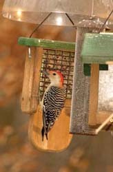 Red-bellied Woodpecker