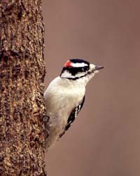 Downey Woodpecker
