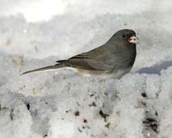 Dark-eyed Junco