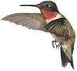 Hummingbird