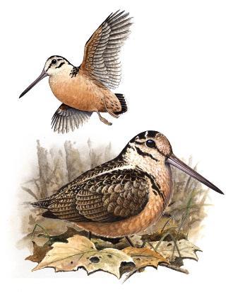 American Woodcock
