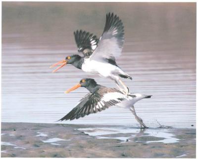 American Oystercatcher