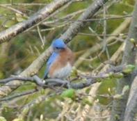 Bluebird in Tree