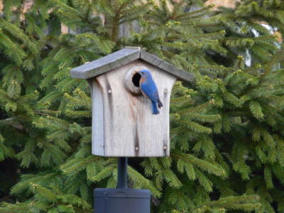Bluebird on Feeder