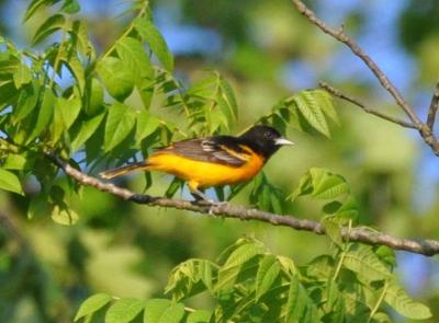 Baltimore Oriole