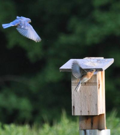 Two Bluebirds