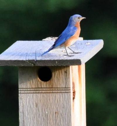 Bluebird