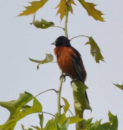 Orchard Oriole