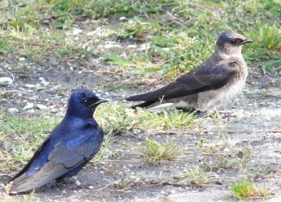 Purple Martins