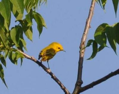 Yellow Warbler