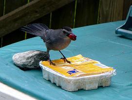 Gray Catbird with berry on suet