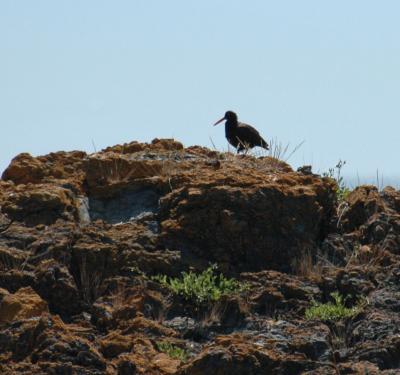 Black Oystercatcher