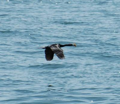 Flying Cormorant