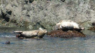 Harbor Seals