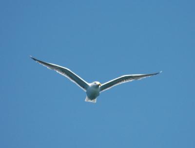 Glaucous Gull