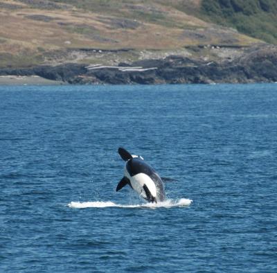 Orca breaching