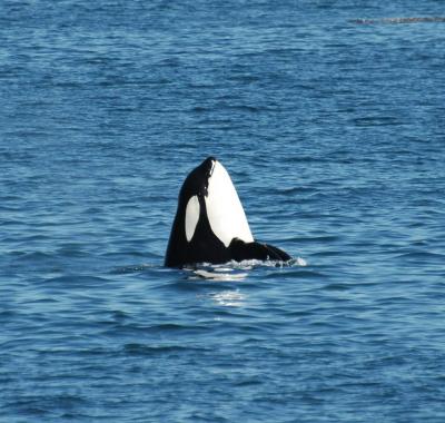 Orca Spyhopping