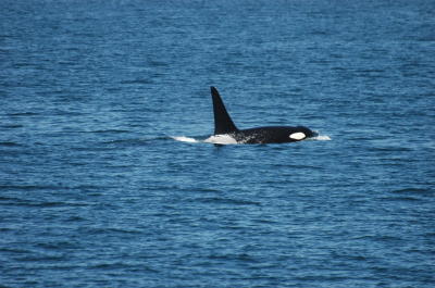 Orca Swimming