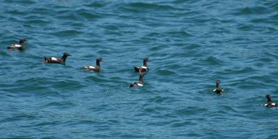 Pigeon Guillemots