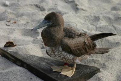 Brown Booby