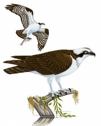 Osprey