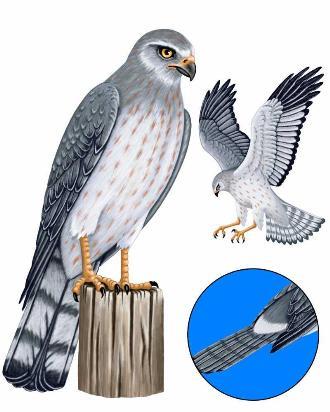 Northern Harrier
