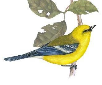 Blue-winged Warbler