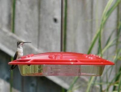 Hummingbird_1