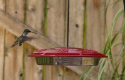 Hummingbird_2