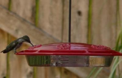 Hummingbird_3
