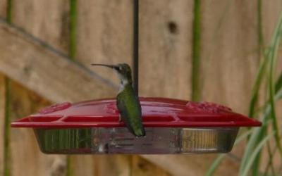 hummingbird_4
