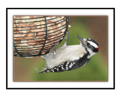 Downy Woodpecker