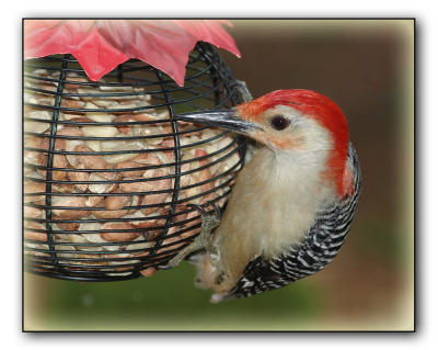 Red-bellied Woodpecker