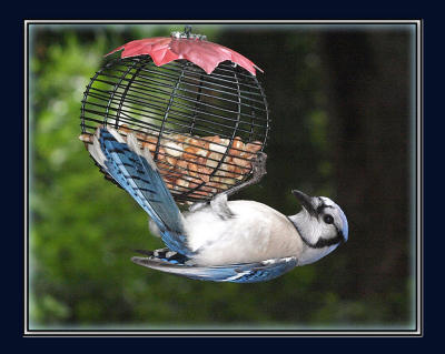 Blue Jay