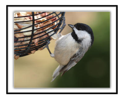 Carolina Chickadee
