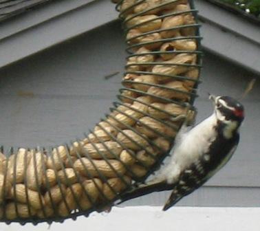 Downy Woodpecker