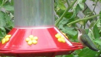 Ruby-throated Hummingbird
