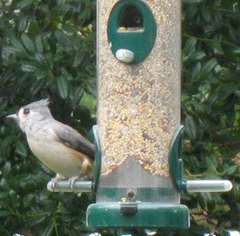 Tufted Titmouse