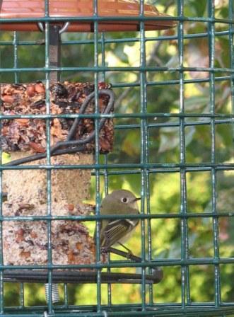 Ruby-throated Kinglet