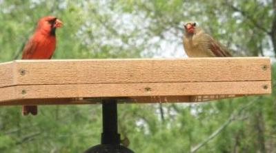 Cardinals
