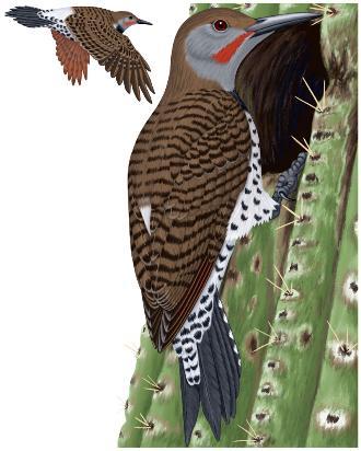 Northern Flicker